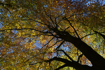 Tree in autumn with fall colors