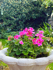 Fototapeta na wymiar Pink geranium flowers in a white stone pot 