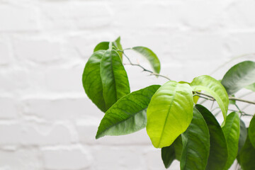 Green leaves of lemon tree on a white brick empty background. Space for copy