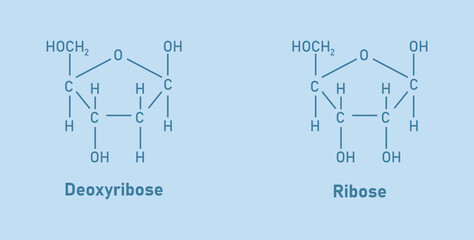 Ribose (C5H10O5) and Deoxyribose (C5H10O4) sugar chemical structure. Scientific resources for teachers and students. Vector illustration.