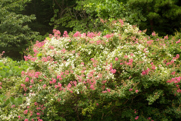 Lagerstroemia indica blooms