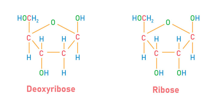 Ribose (C5H10O5) and Deoxyribose (C5H10O4) sugar chemical structure. Scientific resources for teachers and students. Vector illustration.