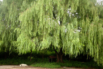 willow and dog © ccarax