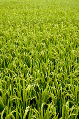 rice field in summer