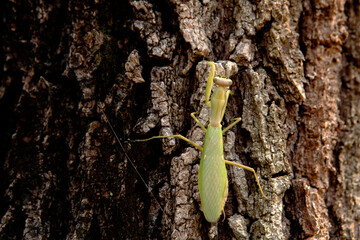 praying mantis on a tree