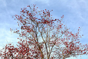 hawthorn fruits