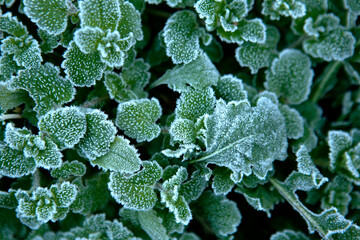 frost on the grass