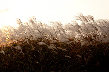 October of the silver grass