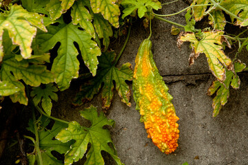 balsam apple