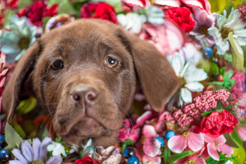 portrait of a chocolate labrador puppy in a bouquet of artificial flowers close-up