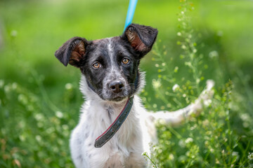 mongrel black and white puppy in the tall green grass on a sunny day