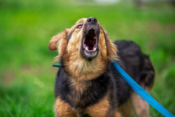 barking mongrel dog on a blue leash on a green lawn in summer