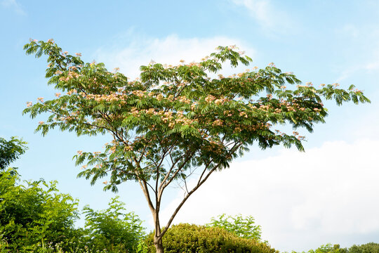 silk-tree flowers