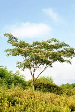 silk-tree flowers