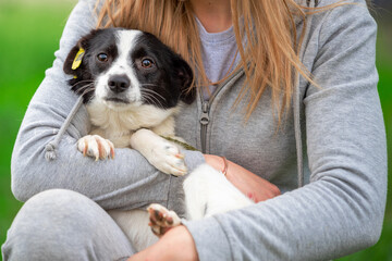 adoption a mongrel black and white puppy sits in the arms of a woman in a gray suit outdoors in summer