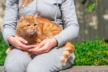 adoption a one-eyed bright red cat sits on the lap of a woman in a gray suit outdoors in summer on...
