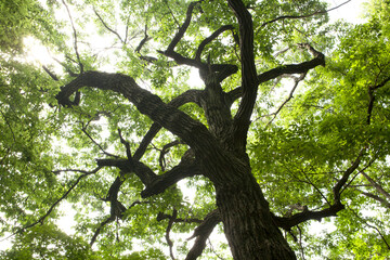oak tree in summer
