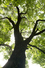 oak tree in summer