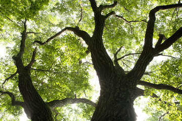 oak tree in summer