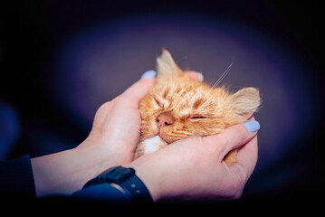 muzzle of a red mongrel cat in female hands with a blue manicure on a dark background