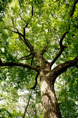 oak tree in summer