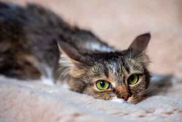 mongrel cat crouched on a sofa covered with a faux fur rug