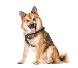 Icelandic Sheepdog Panting, wearing a harness, isolated on white