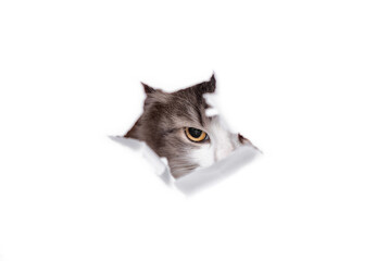 mongrel cat climbs through a hole in a white paper