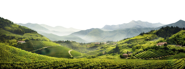 Vineyards among majestic green hills and mountains, panoramic view, cut out