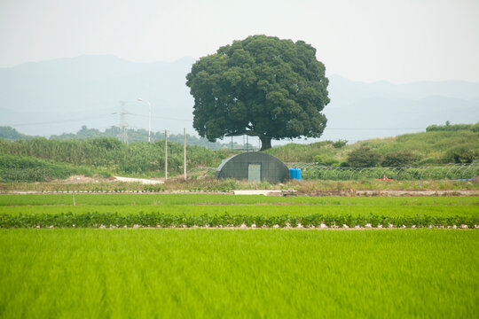 a rural landscape with hackberry
