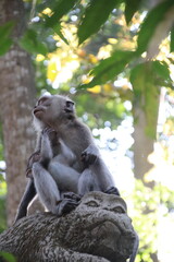 Bali's Jungle Explorer: A Monkey's Life in the Wild