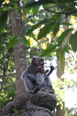 Bali's Jungle Explorer: A Monkey's Life in the Wild