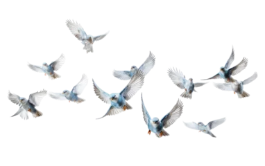 Fotobehang Collection of Colorful Birds Flock on White or PNG Transparent Background © Muhammad