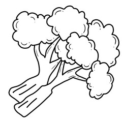 black line art of broccoli on a transparent background, coloring book art supply for kids