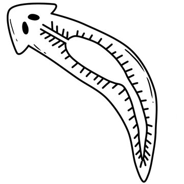 black line art of planaria on a transparent background, coloring book art supply for kids