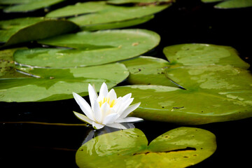 Beautiful white lotus flower and lily round leaves on the water after rain in river close up