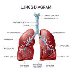 Lungs medical educational diagram. Vector illustration - obrazy, fototapety, plakaty