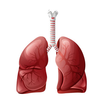 Lungs anatomy diagram. Vector illustration isolated on white background