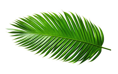 Attractive Green Palm Leaf Natural on White or PNG Transparent Background