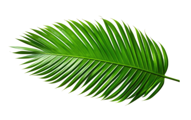Attractive Green Palm Leaf Natural on White or PNG Transparent Background