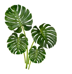 Rollo Monstera Monstera leaves isolated on white background