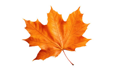 Good Design Red Color Leaf of Maple on White or PNG Transparent Background