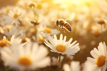  a close up of a bee flying over a field of daisies with the sun shining through the clouds in the background.