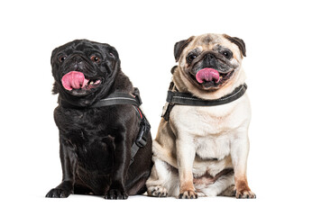 Pugs panting, wearing a dog harness, isolated on white