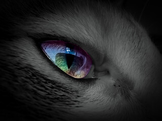 Colorful eye of a cat