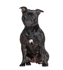 Black Am staff wearing a black harness, isolated on white