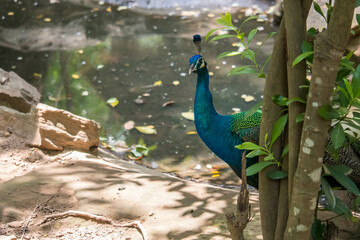Obraz premium Portrait and close up of peacock showing its beautiful feathers