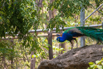Portrait and close up of peacock showing its beautiful feathers