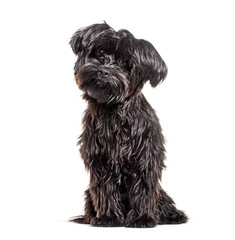 Shaggy black Mongrel Dog, isolated on white