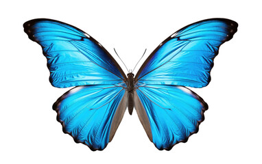 Butterfly Radiant Blue On Transparent PNG
